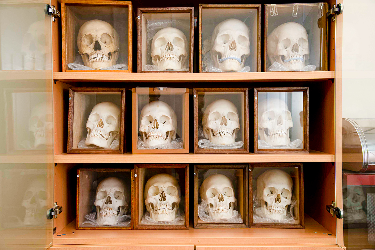 1年に1つずつ集めている、本物の頭蓋骨コレクション。