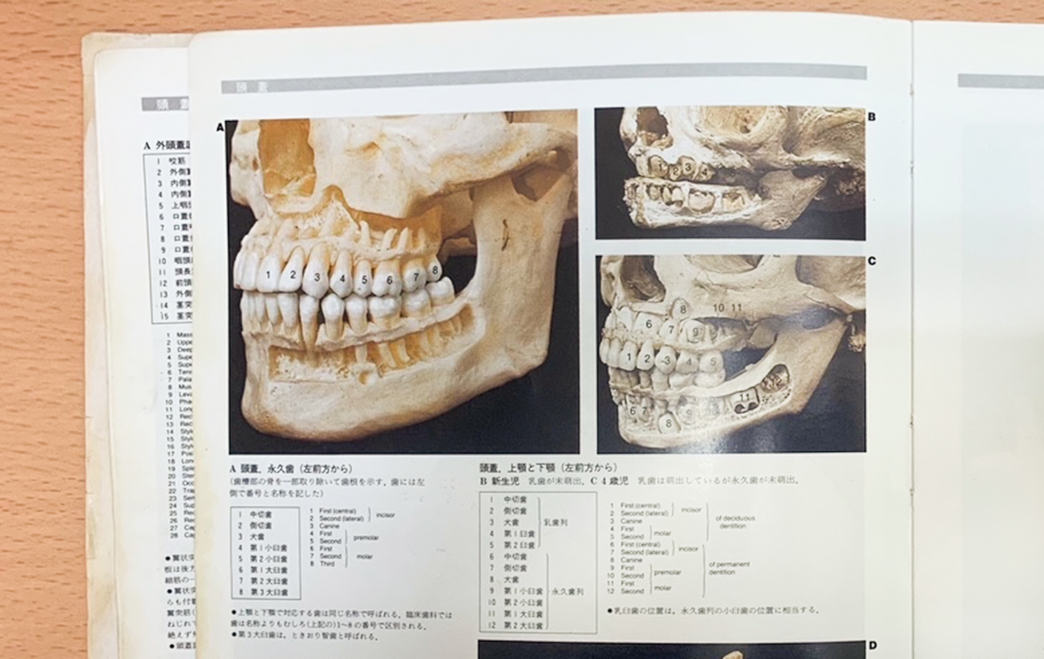 この写真を見て、歯科と人体の奥深さを知った／R.M.H. MacMinn & R. H. Hutchings. 人体解剖カラーアトラス　改訂第２版 1993. 南江堂
